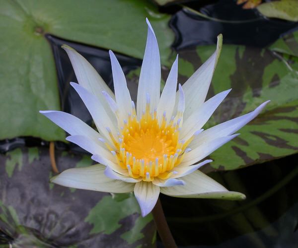 Nymphaea 'Dr. G. Cassina'