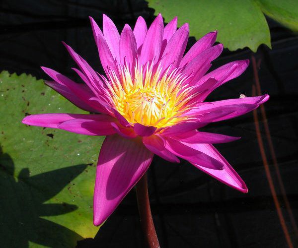 Nymphaea 'Evelyn Randig'