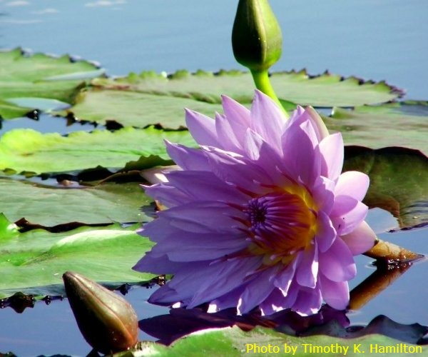 Nymphaea 'General Pershing'