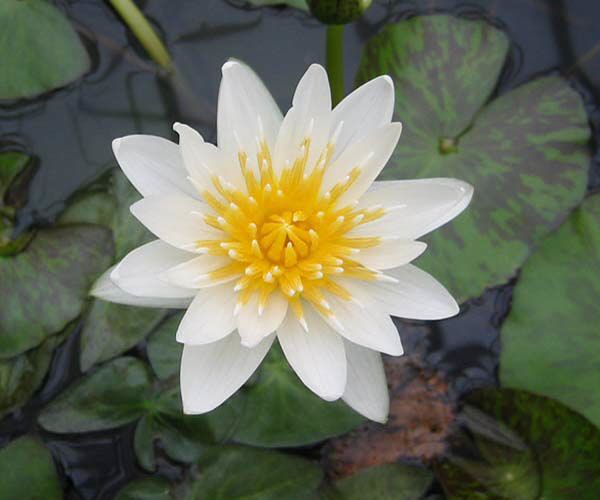 Nymphaea 'Janice'