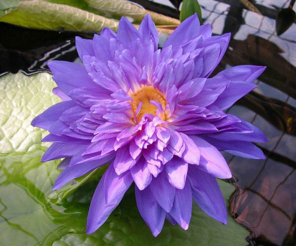 Nymphaea 'King of Siam'