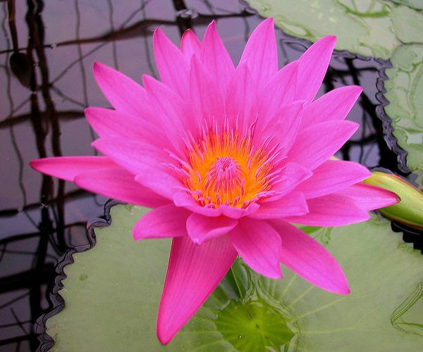 Nymphaea 'Larp Prasert'