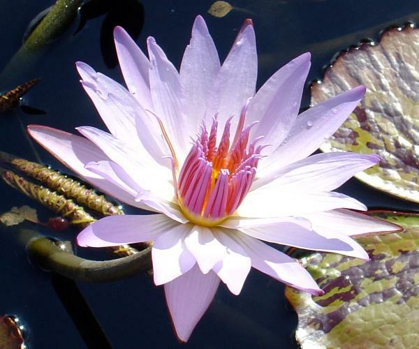 Nymphaea 'Leopardess'