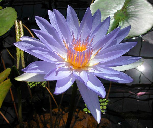 Nymphaea 'Margaret Randig'