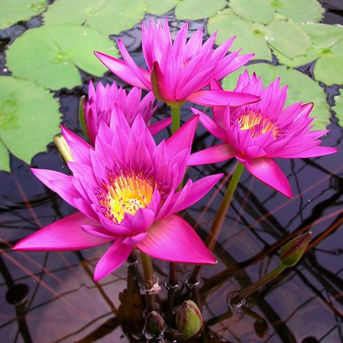 Nymphaea 'Martin E. Randig'