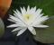 Mrs-George-H-Pring_06.jpg