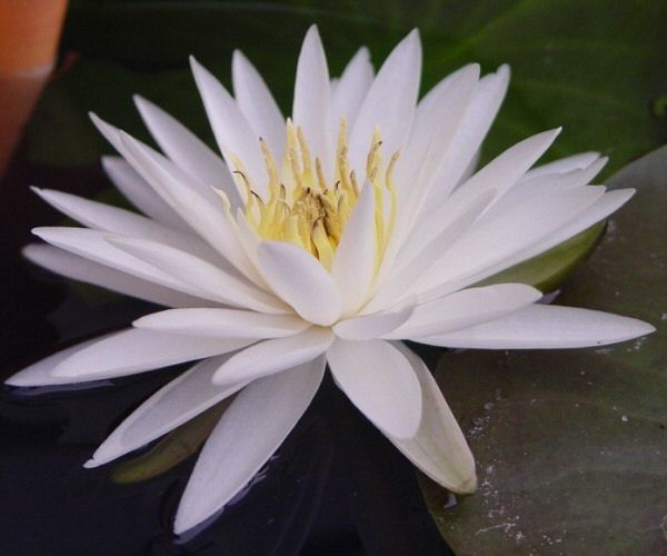 Nymphaea 'Mrs. George H. Prings'