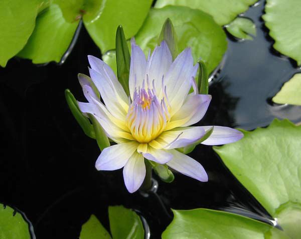 Nymphaea 'Nangkwag Blue'