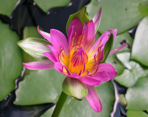 Nymphaea 'Nangkwag Pink'