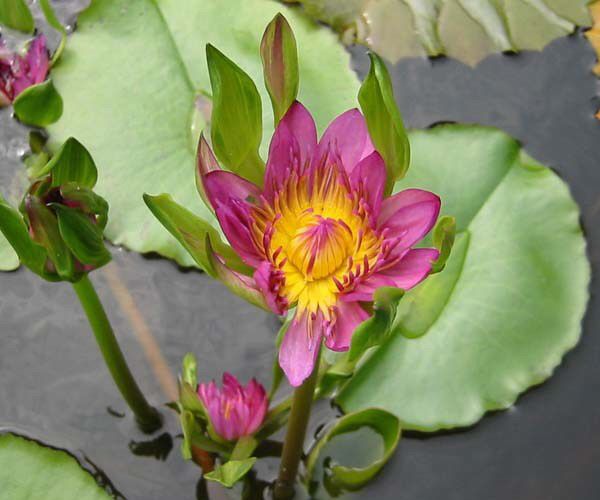 Nymphaea 'Nangkwag Red'