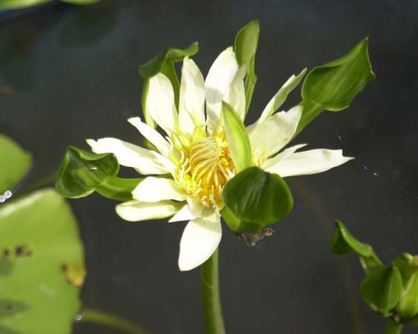 Nymphaea 'Nangkwag White'