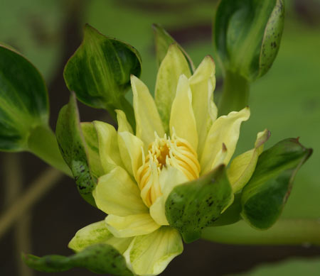 Nymphaea 'Nangkwag Yellow'