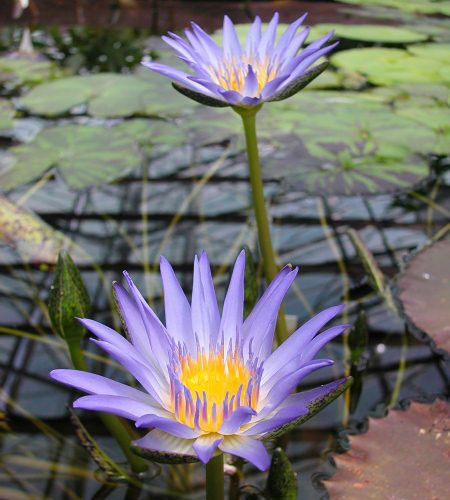 Nymphaea 'Nora'