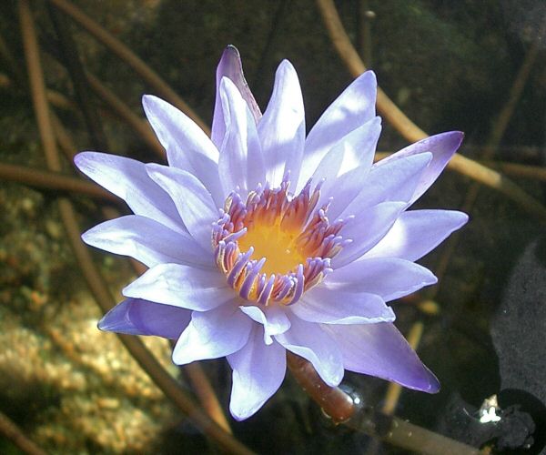  Nymphaea 'Paul Stetson'