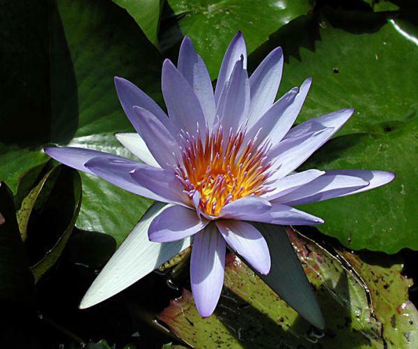 Nymphaea 'William Stone'
