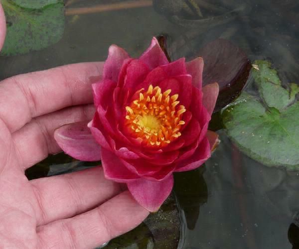 Nymphaea 'Andreana'