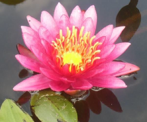 Nymphaea 'Angelika Kern'