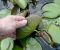 Nymphaea_Caroliana_Perfecta_3.jpg