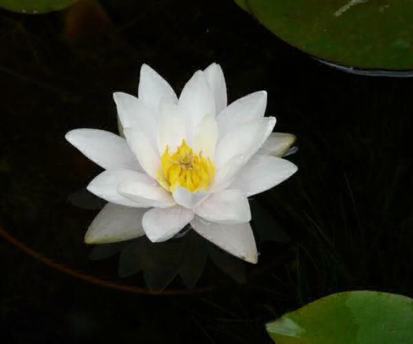 Nymphaea 'Kaja Weiß'