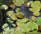 LilyPons-9.jpg