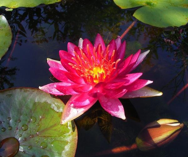 Nymphaea 'Lothar Oldehoff'