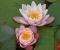 nymphaea_marliacea_carnea-3.jpg