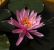 Perrys_Cactus_Pink-4.jpg