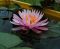 Perrys_Cactus_Pink-5.jpg