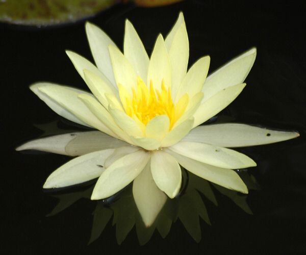 Nymphaea 'Perry's Double Yellow'