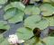 Nymphaea-Perrys-Pink-Bicolor-6.jpg