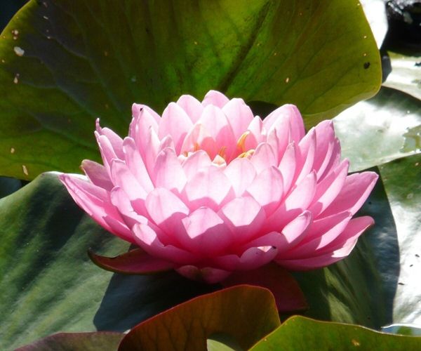 Nymphaea 'Perrys Pink Heaven'