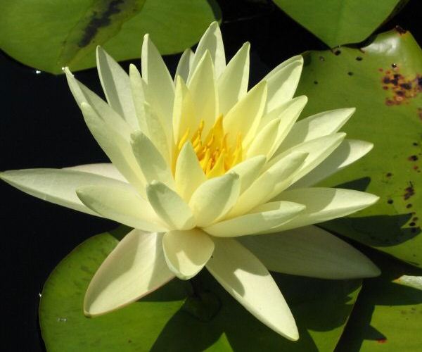 Nymphaea 'Perry's Super Yellow'