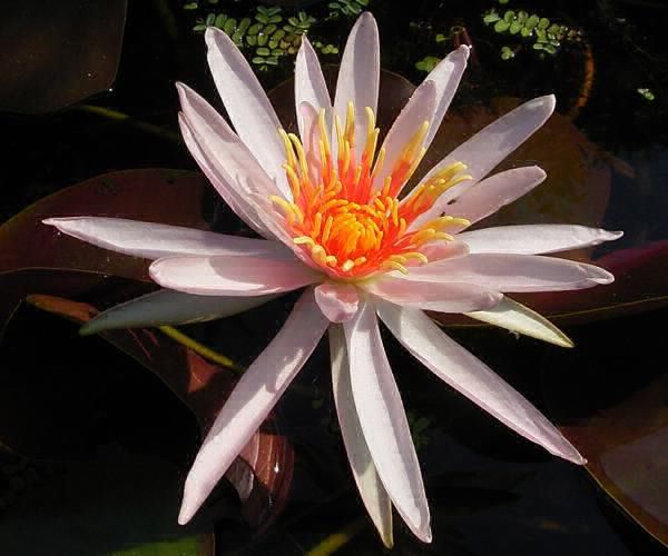 Nymphaea 'Poseidon'