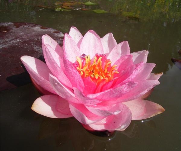 Nymphaea 'Schöne Hildegart'