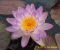 Nymphaea Siam Purple 1_ 1.jpg