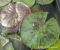 Nymphaea Siam Purple 1_ 8.jpg