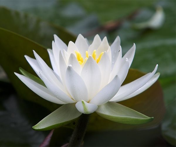 Nymphaea 'Venus'