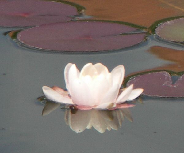 Nymphaea 'William Doogue'